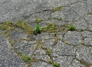 Weeds in Driveway 